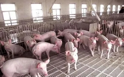 XPJ(中国区)有限公司