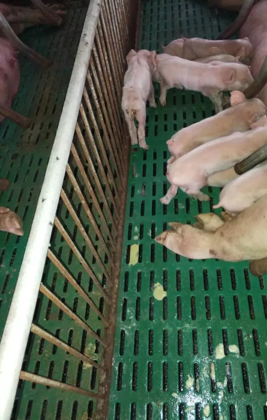 XPJ(中国区)有限公司