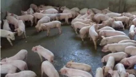 XPJ(中国区)有限公司