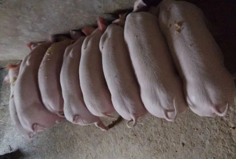 XPJ(中国区)有限公司